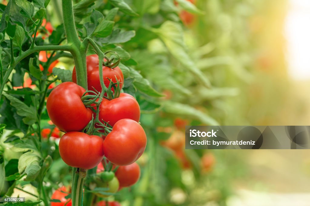 Tomatoes growing in greenhouse Tomato Stock Photo