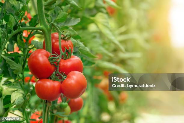 Tomatoes Growing In Greenhouse Stock Photo - Download Image Now - Tomato, Vegetable Garden, Agricultural Field