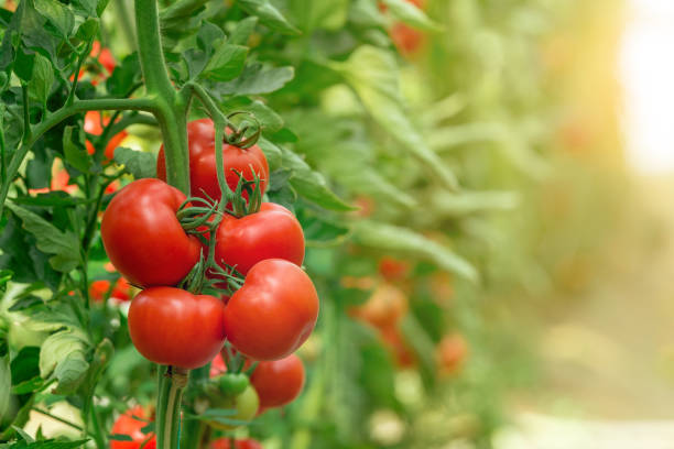 tomatoes growing in greenhouse - hydroponics imagens e fotografias de stock