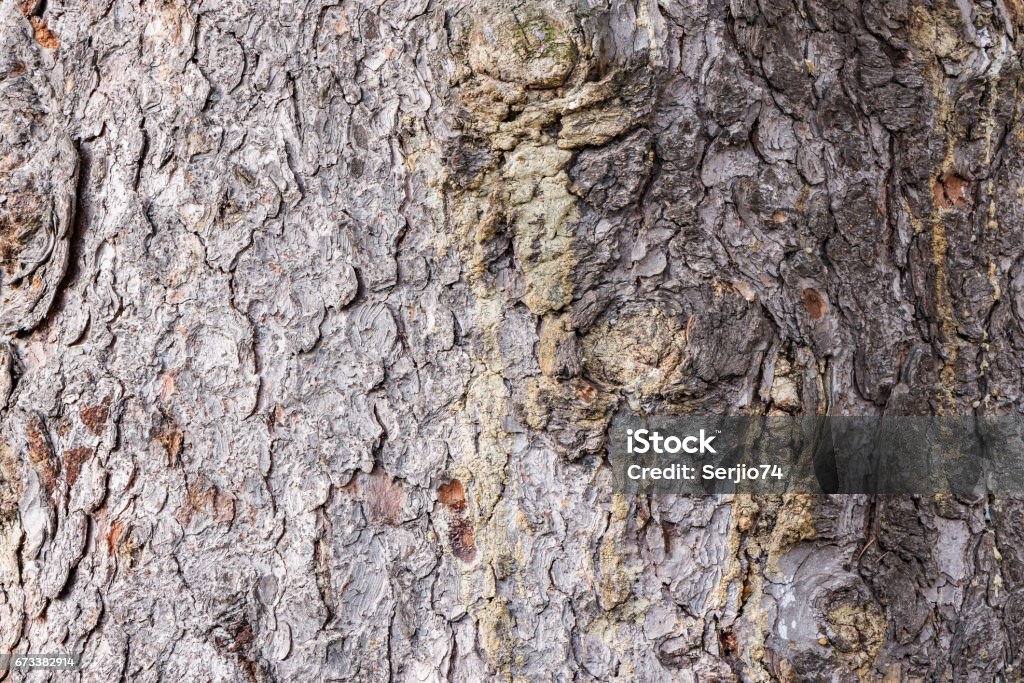 Tree Asrock Tree Bark Texture Stock Photo - Download Image Now - Abstract, Aging ...