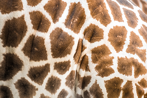 Closeup of a Rothschild's giraffe coat or pelt