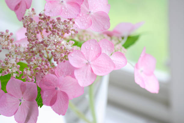 Hydrangea Windows 1,400+ Four Season Windows Pictures Stock Photos, Pictures & Royalty ...