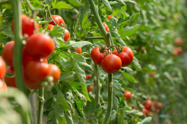 istock Tomatoes growing on vines awaiting to be picked 673383500