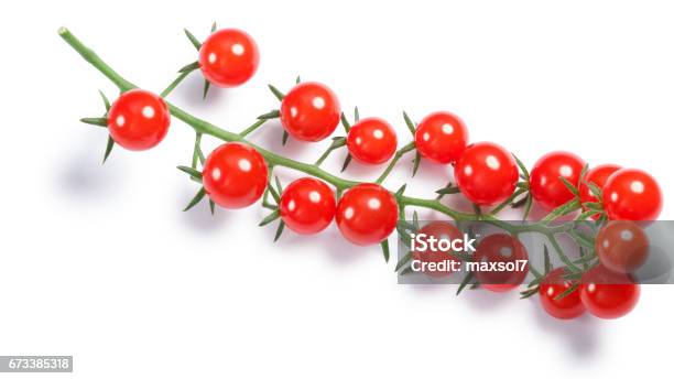 Tiny Tomatoes On Vine Paths Top Vie Stock Photo - Download Image Now