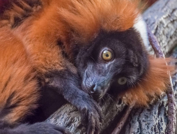 istock Red ruffed lemur closeup, Bronx Zoo, NYC 673385846