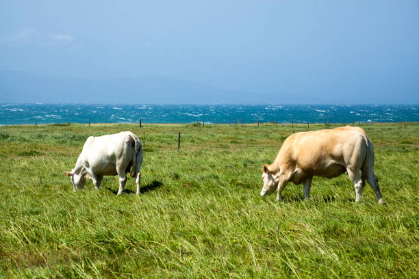 istock Cows walking on green meadow by the sea. 673386786