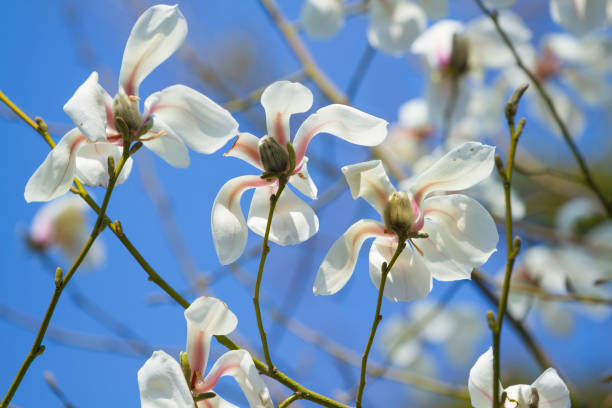 istock White magnolia blossom flowers 673386828