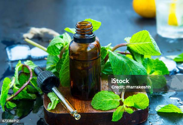 Mint Essential Oil In Bottle Fresh Peppermint Leaves With Essential Oil Alternative Medicine Stock Photo - Download Image Now