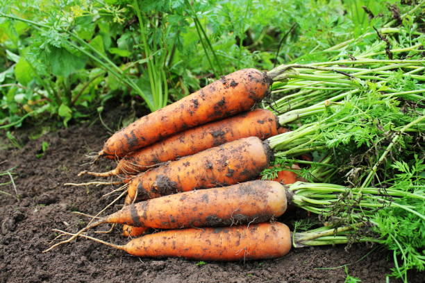 istock Harvesting carrots. Fresh carrots lying on ground. 673387026