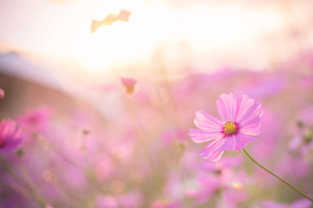 istock cosmos flower in sound 673387442