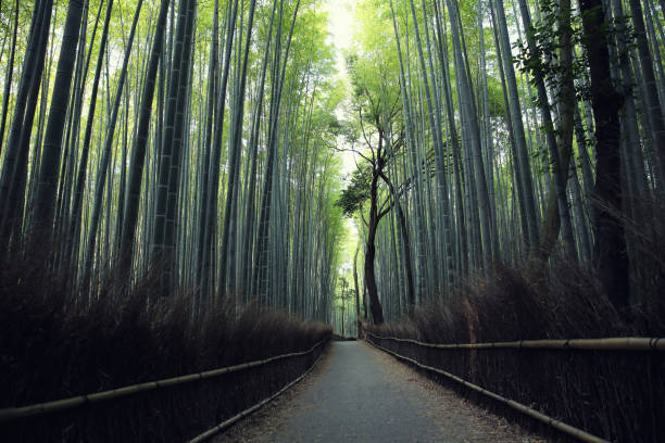 istock Bamboo Forest with walkway in Kyoto Japan 673387494