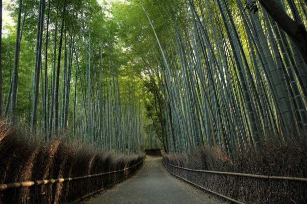 istock Bamboo Forest with walkway in Kyoto Japan 673387522
