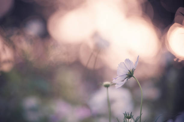 istock cosmos flower in sound 673387972