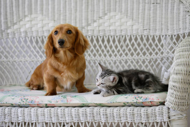 istock Ducks and American shorthair 673388006