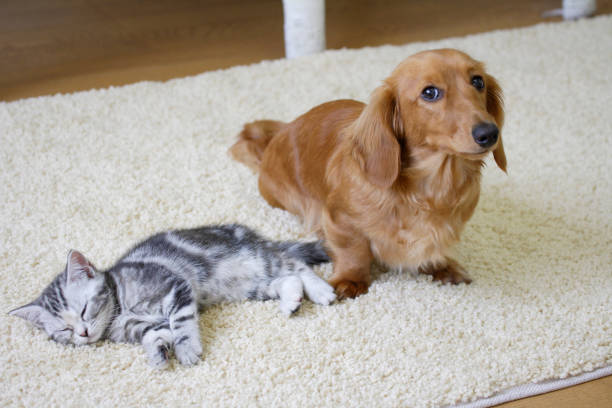 istock Ducks and American shorthair 673388046