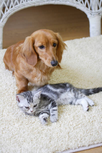 istock Ducks and American shorthair 673388054