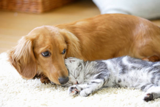 istock Ducks and American shorthair 673388092