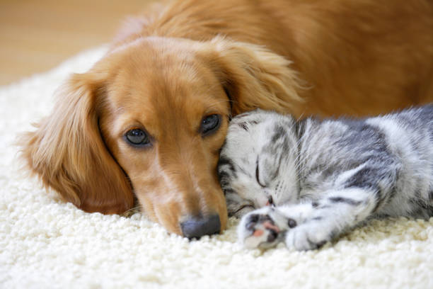istock Ducks and American shorthair 673388106