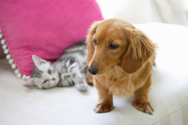 istock Ducks and American shorthair 673388170