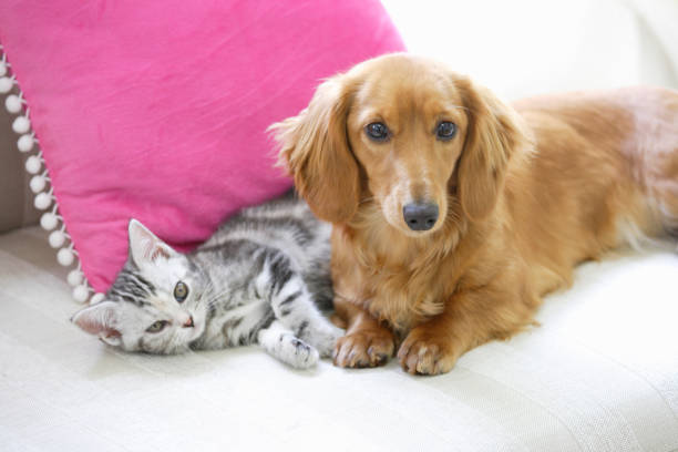 istock Ducks and American shorthair 673388178