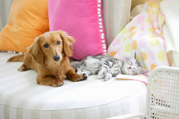 istock Ducks and American shorthair 673388262