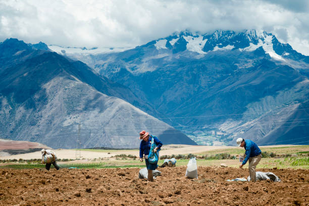 Farmers manually spread fertilizers on the plowed land after planting potatoes stock photo