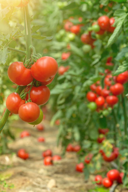istock Fresh red tomatoes growing in greenhouse 673397334