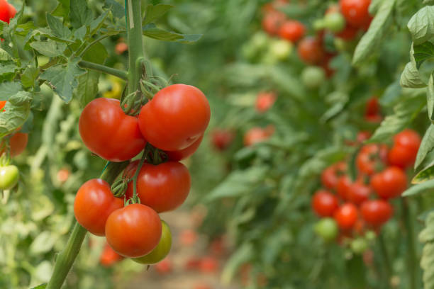 istock Tomato plant in greenhouse 673399634