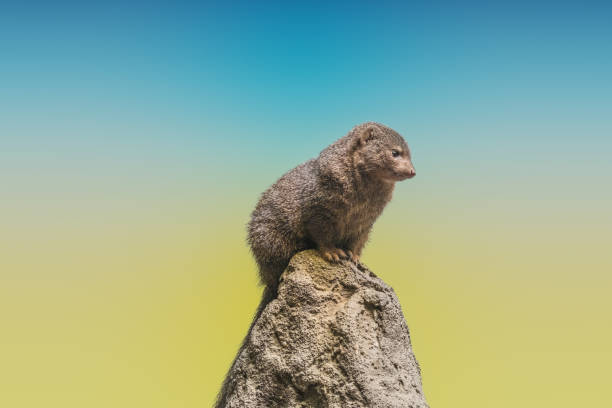 Dwarf mongoose, Bronx Zoo, NYC Dwarf mongoose, a tiny African carnivore belonging to the mongoose family termite mound stock pictures, royalty-free photos & images