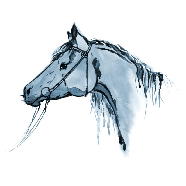istock Watercolor hand painting horse head in bridle on white. 673401552
