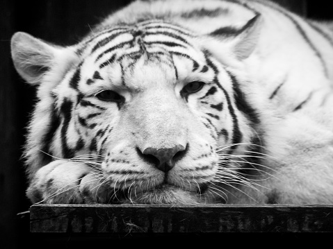 White Tiger portrait