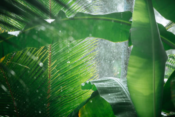 pioggia nei boschi tropicali - tropical rainforest forest green abstract foto e immagini stock