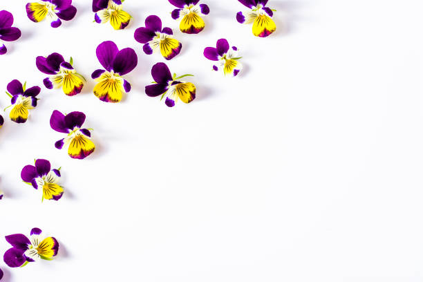 istock Floral frame with violet flowers on white background 673406190