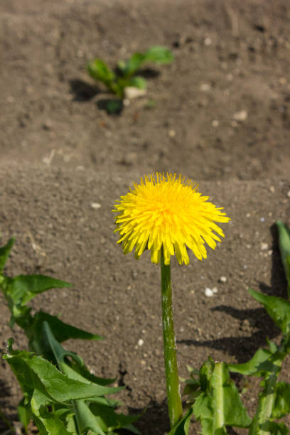 istock landscape spring fresh leafs flowers in south germany 673410524