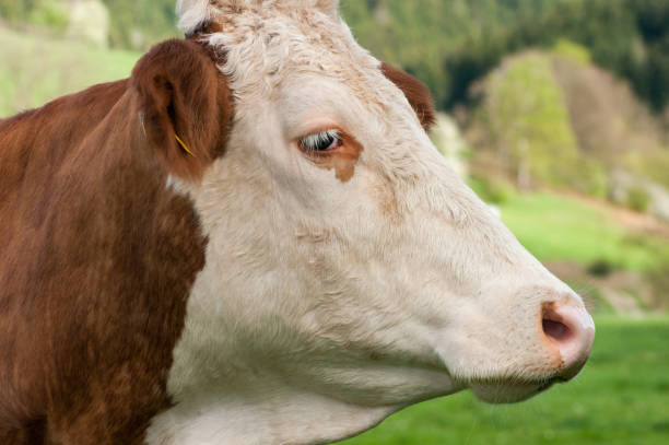 retrato de vaca roja de primer plano sobre fondo natural. - guernsey cattle fotografías e imágenes de stock