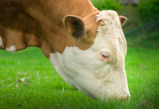 vaca de pastoreo - guernsey cattle fotografías e imágenes de stock