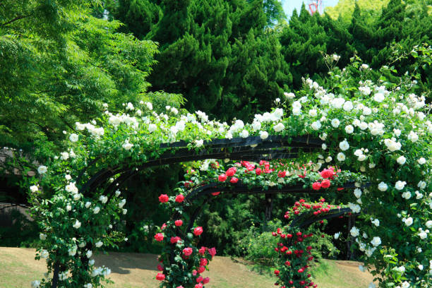 istock Utsubo Park rose garden 673421400