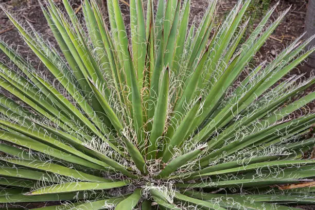 Lush yucca on the island of Grand Canary