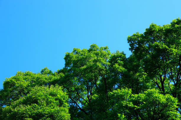 istock Blue skies and green 673421760