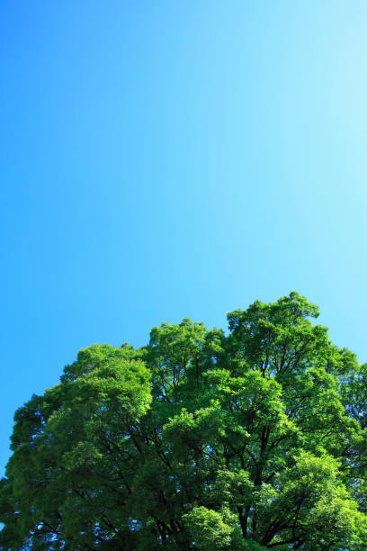 istock Blue skies and green 673421774