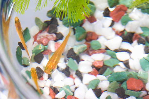 Medaka, oryzias latipes