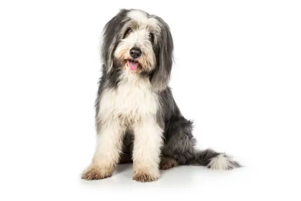 Dog Bearded Collie sits frontally and looks out into the camera with a slanted head and tongue, gray, white, pedigree dog