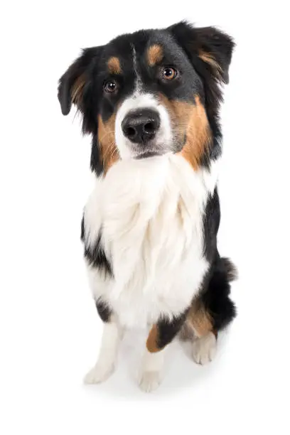 Dog Australian Shepherd sits frontally and looks obliquely into the camera, black tri