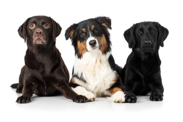 istock Three dogs Labrador Australian Shepherd sit next to each other 673434962