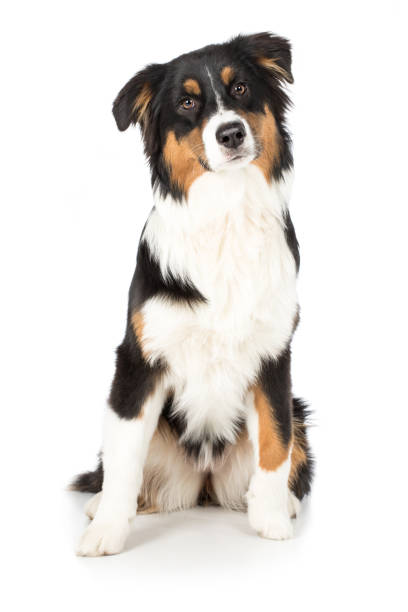 istock Dog Australian Shepherd sits frontal peering obliquely 673434974