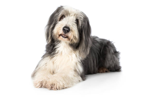 istock Dog Bearded Collie lies looking intently into camera 673435050