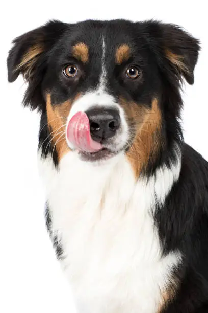 Dog Australian Shepherd head sits frontally and licks hungry with tongue, black tri