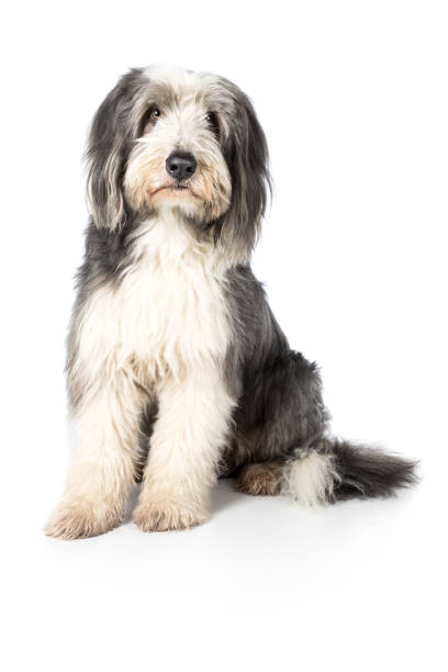 istock Dog Bearded Collie sits and looks intently frontal 673435080
