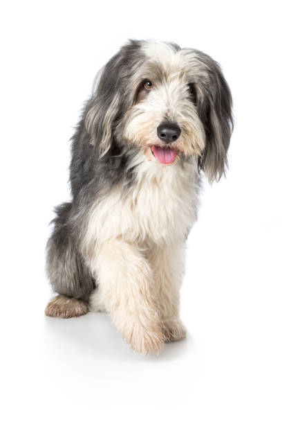 istock Dog Bearded Collie runs off towards camera with tongue out 673435096