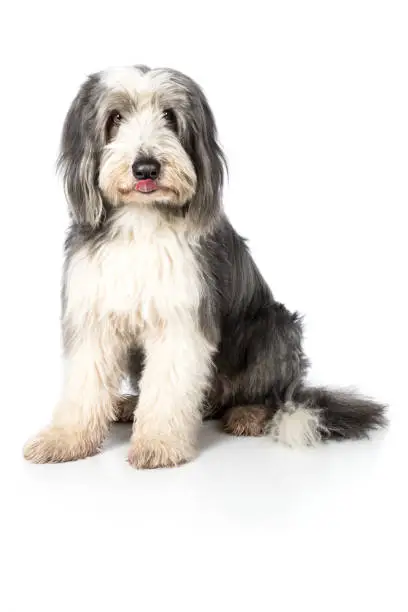 Dog Bearded Collie sits and licks with tongue the Schnautze, gray, white, pedigree dog